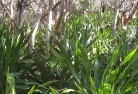Tennyson NSWresidential-landscaping-31.jpg; ?>